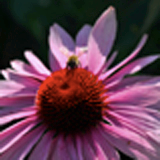 Stacks Image 388
